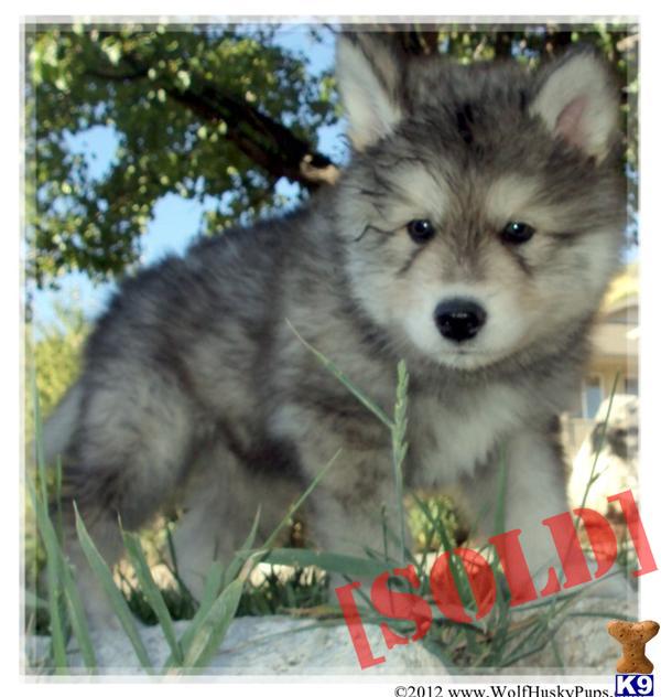 AMAZING GIANT WOLAMUTE PUPPIES